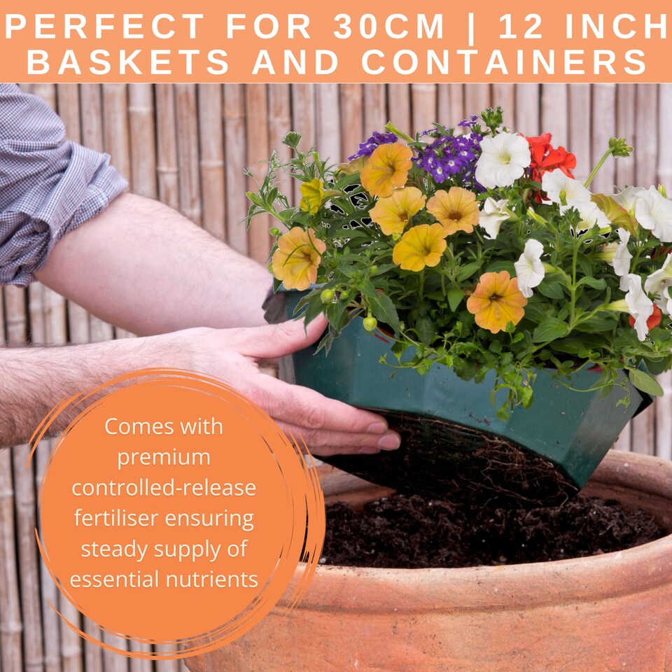 image 1 of 7 Colour Coordinated Plants  Tangerine Twist Theme Speedplanter  Garden Ready
