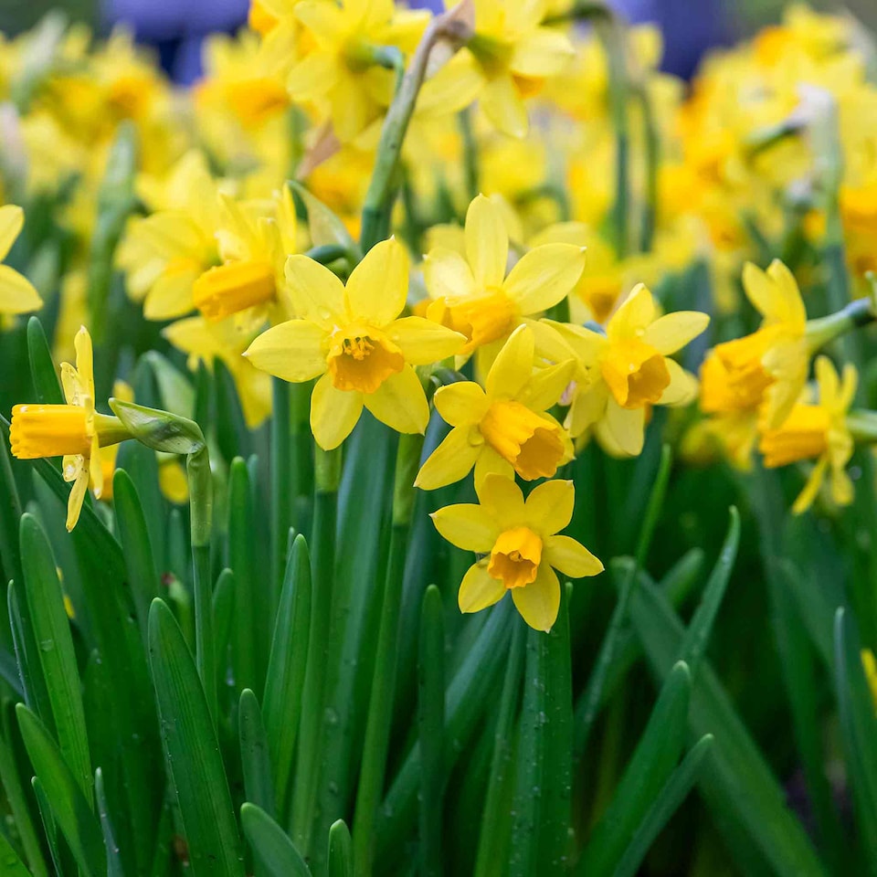 image 1 of Marshalls Garden Dwarf Daffodil Bulbs 'Tete a Tete' 100 bulbs