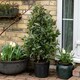 image 7 of Marshalls Garden Pyramid Bay Tree (Laurus nobilis) 70cm or 100cm incl. pot | Multi | Green | 5L Plants