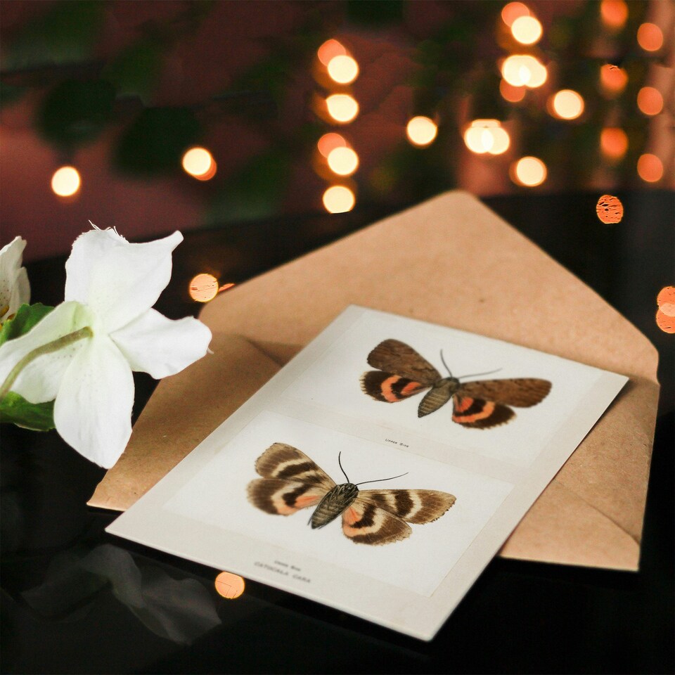 image 1 of Sherman Denton Art Card Darling Underwing Moth Illustration