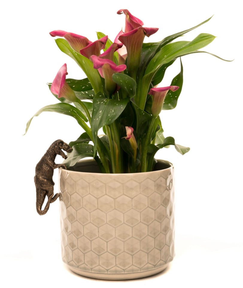 image 1 of Tyranasaurus Rex Plant Pot Hanger | Bronze