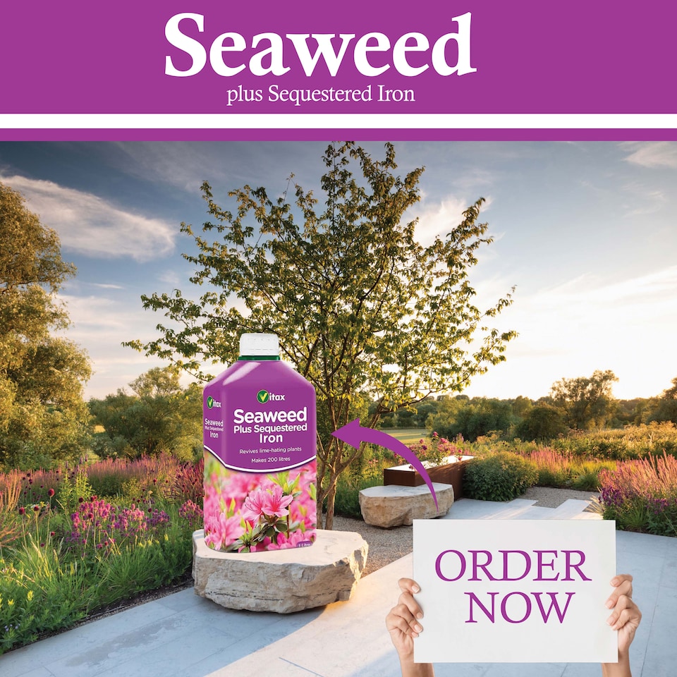 image 1 of Vitax Seaweed Plus with Sequestered Iron 500ml Liquid Fertiliser for Acid-Loving Plants Lawns & Garden Growth Tonic