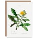 image 1 of Pierre-Joseph Redouté Art Card Sow Thistle Flower Bloom