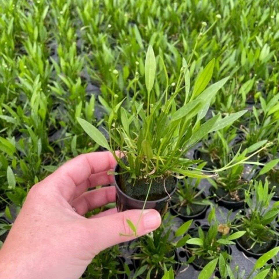 image 1 of Micro Sword (Echinodorus tenellus) - Live Aquarium Plant for Foreground & Carpeting, No CO2 Needed - Fish Tank Plant