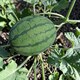 image 2 of Carbeth Plants Watermelon Sugarbaby Fruit Plant - 9cm Pot - Easy Grow Kitchen Garden