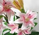 image 2 of 90cm (3ft) Artificial Lily Stargazer Style Lillies Plant Large Flowers Pink