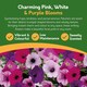 image 3 of Pronto Seed Petunia Grow Your Own Kit with Decorative Bucket Planter - Colourama Mix | Multi | Petunia Bucket | 1