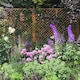 image 3 of English Fan Outdoor Garden Privacy Screening Wall Trellis 1.83m x 0.6m