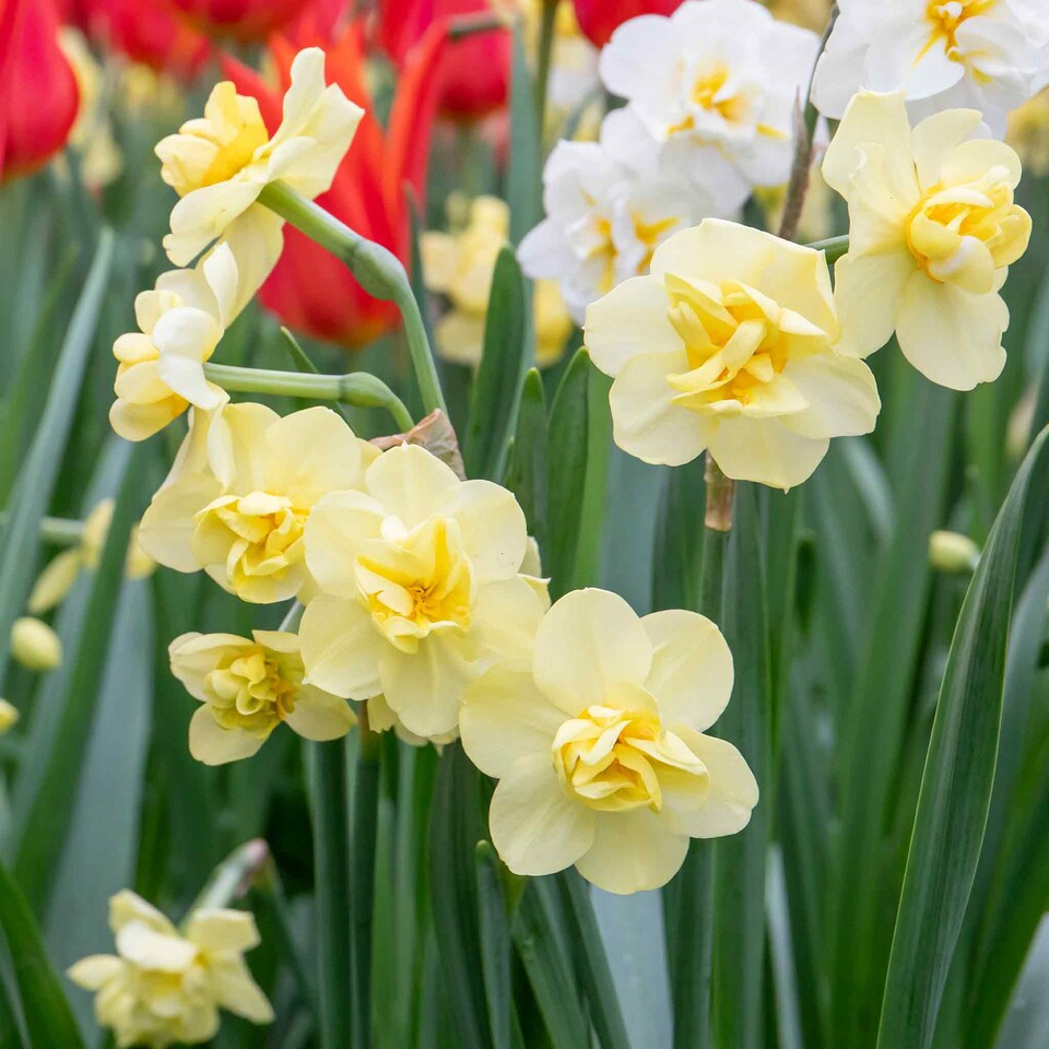 image 1 of Marshalls Garden Daffodil Bulbs 'Yellow Cheerfulness' 10 Pack Double Fragrant Yellow
