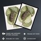 image 2 of Mangrove Grape Tree Vintage Botanical Catesby Huge Wall Art Print 18X24 In