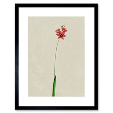 Vintage Botanical Small Red Wildflower Bloom 9x7" Black Framed Wall Art Print