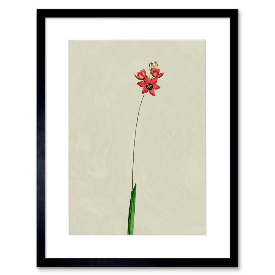 image 1 of Vintage Botanical Small Red Wildflower Bloom 9x7" Black Framed Wall Art Print