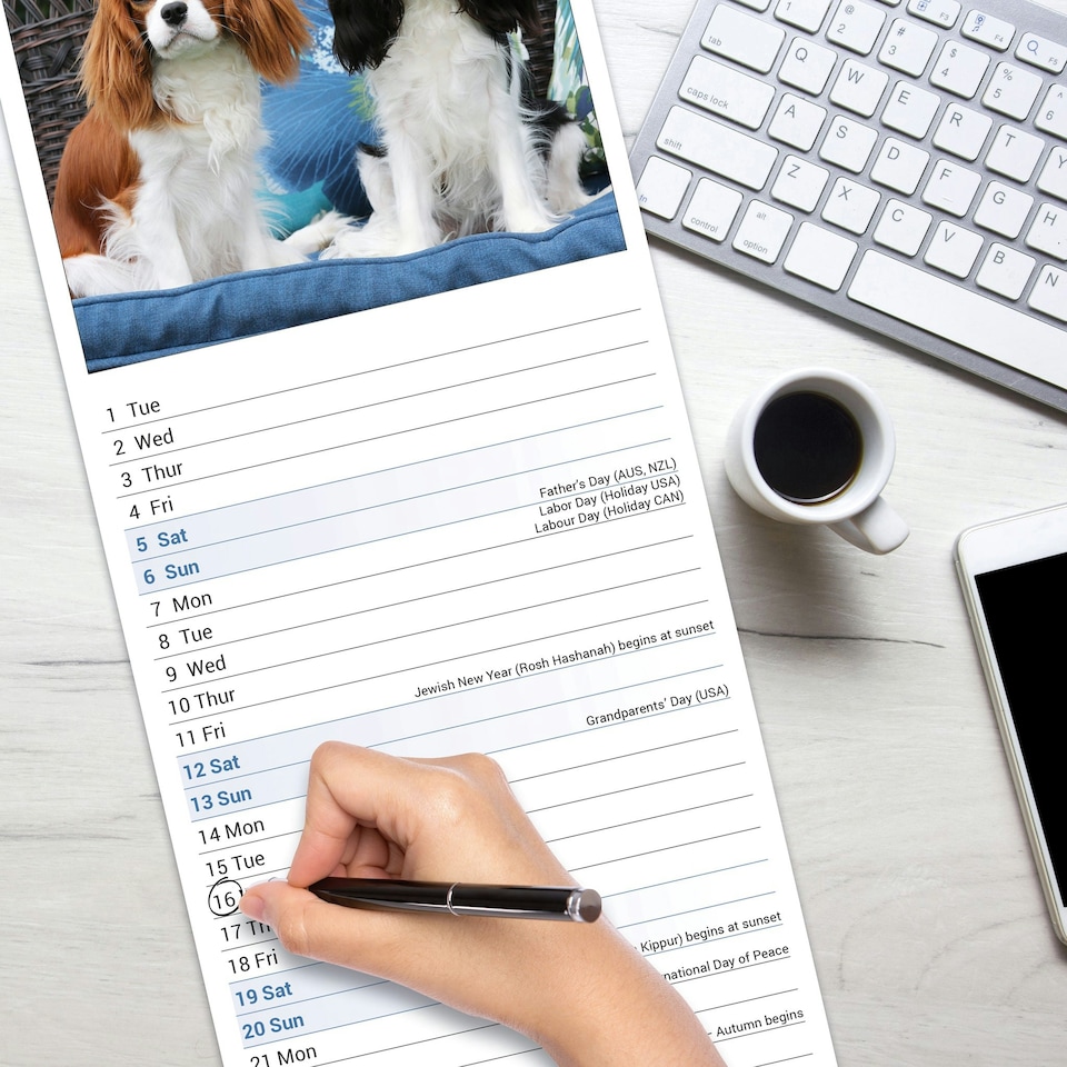 image 1 of Cavalier King Charles Spaniel Slim 2026 Calendar | Slimline Wall Calendar | Dog Breed Gift | Plastic Free Packaging | Avonside Publishing Ltd
