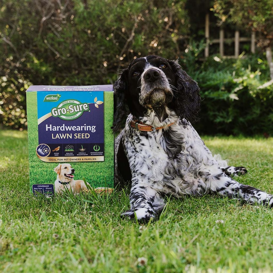 image 1 of Gro-Sure Hardwearing Lawn Seed 350 sqm Box