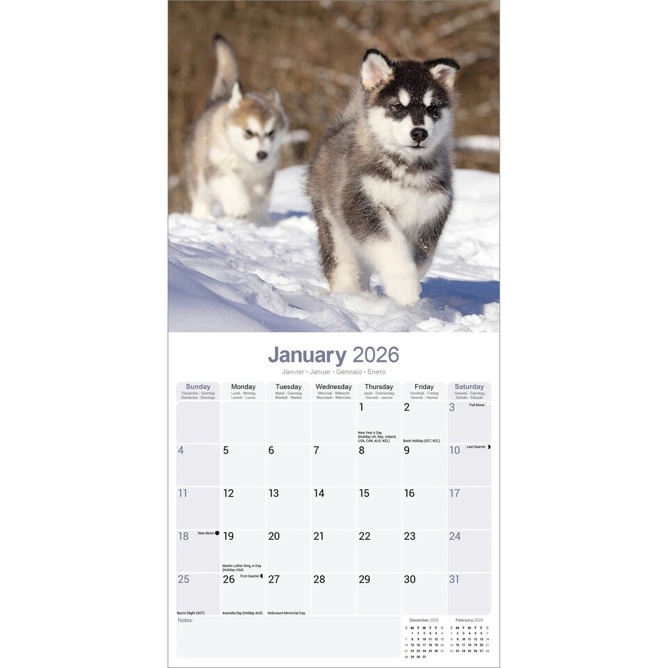 image 1 of Alaskan Malamute 2026 Calendar | Square Wall Calendar | Dog Breed Gift | Plastic Free Packaging | by Avonside Publishing
