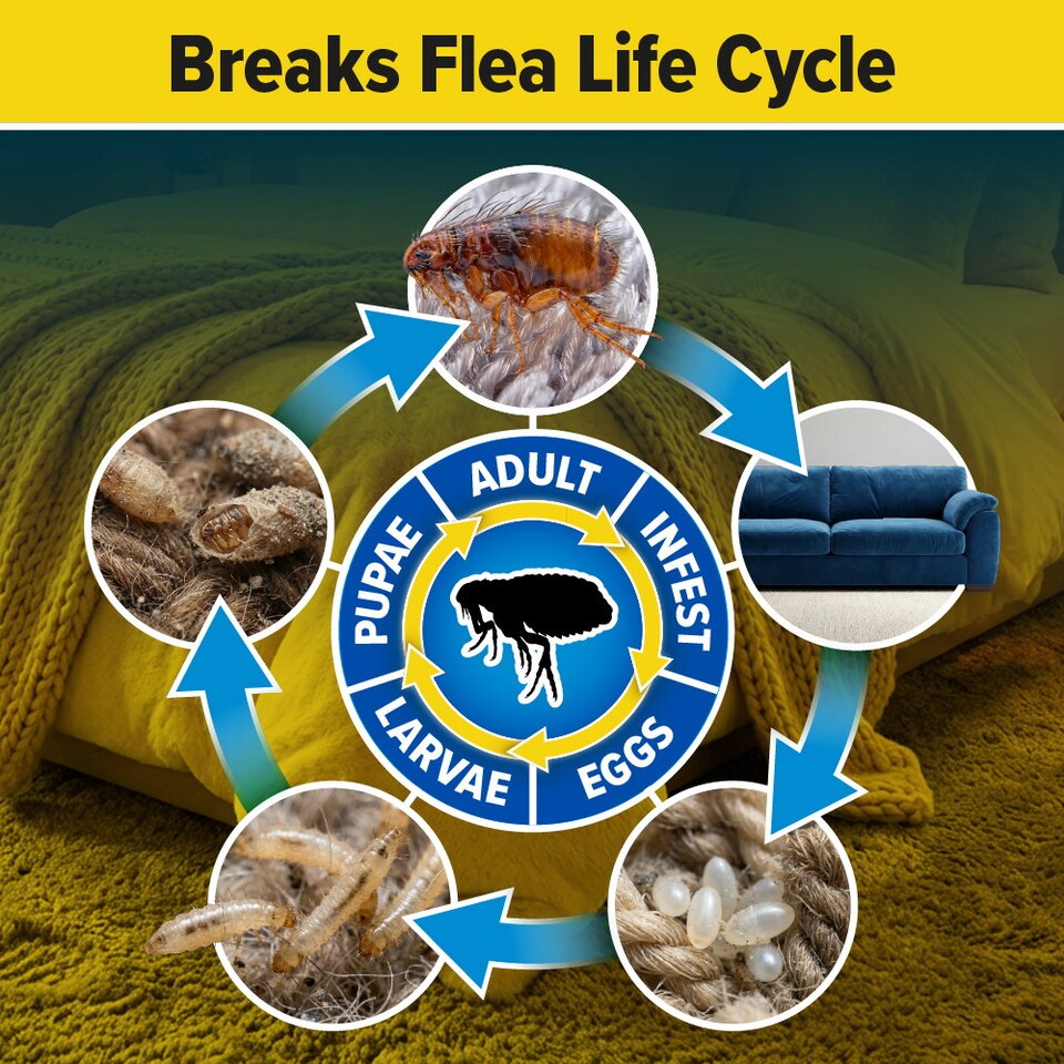 image 1 of NOPE Flea Spray for The Home (2 x 5L Sprayer) Fast-Acting, Odourless & Non-Staining. Indoor and Outdoor Flea Killer