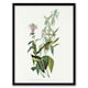 image 1 of Green Black Capped Flycatcher Audubon Nature Framed Wall Art Print 12X16"