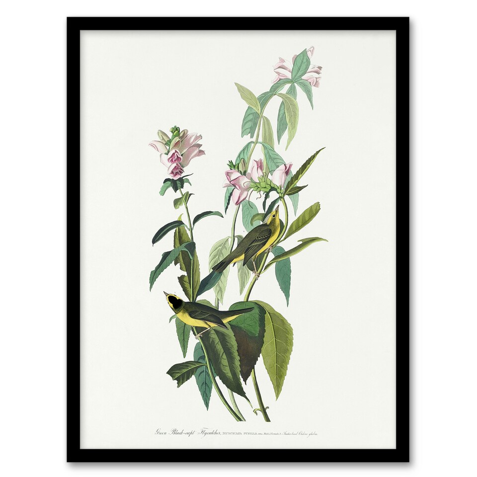 image 1 of Green Black Capped Flycatcher Audubon Nature Framed Wall Art Print 12X16"