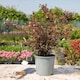 image 5 of Marshalls Garden Physocarpus 'Little Joker' - 3 x 9cm Plants