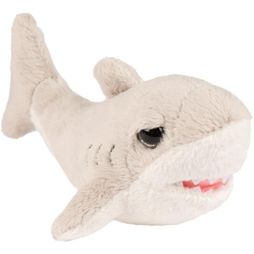 Small Flossy Shark