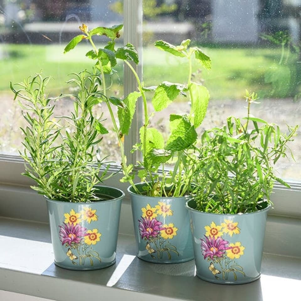image 1 of RHS Asteraceae Herb Pots