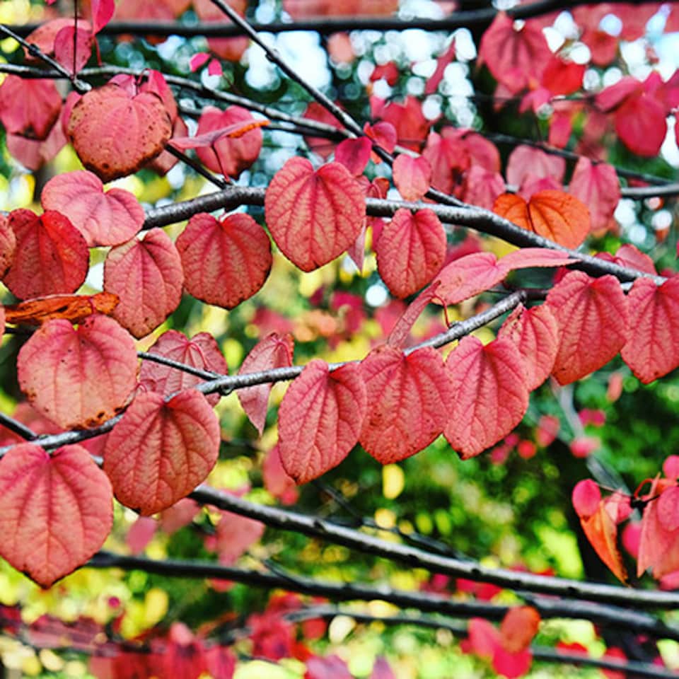 image 1 of Toffee AppleTree Cercidiphyllum japonicum 'Katsura' 3L