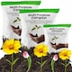 image 3 of 60 Litre Nutrient Rich Multi Purpose Garden Compost Bags With Improved Water Retention