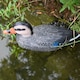 image 3 of Pisces Decoy Mummy Floating Duck