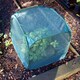 image 3 of GardenSkill Pop-Up Mini Net Plant Cover for Seedling & Flower - Garden Netting Grow House Cloche - Stops Birds, Insects - 2 Pack