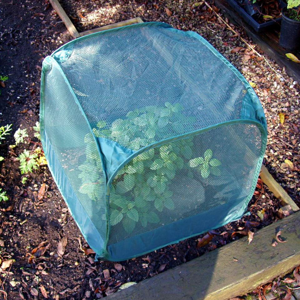 image 1 of GardenSkill Pop-Up Mini Net Plant Cover for Seedling & Flower - Garden Netting Grow House Cloche - Stops Birds, Insects - 2 Pack