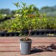 image 2 of Marshalls Garden Jasmine 'Clotted Cream' - 3 x 9cm Potted Climbers