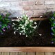 image 6 of Tom Chambers Urban Metal Green Herbaceous Garden Plant Support Arc 20cm x 60cm - Small