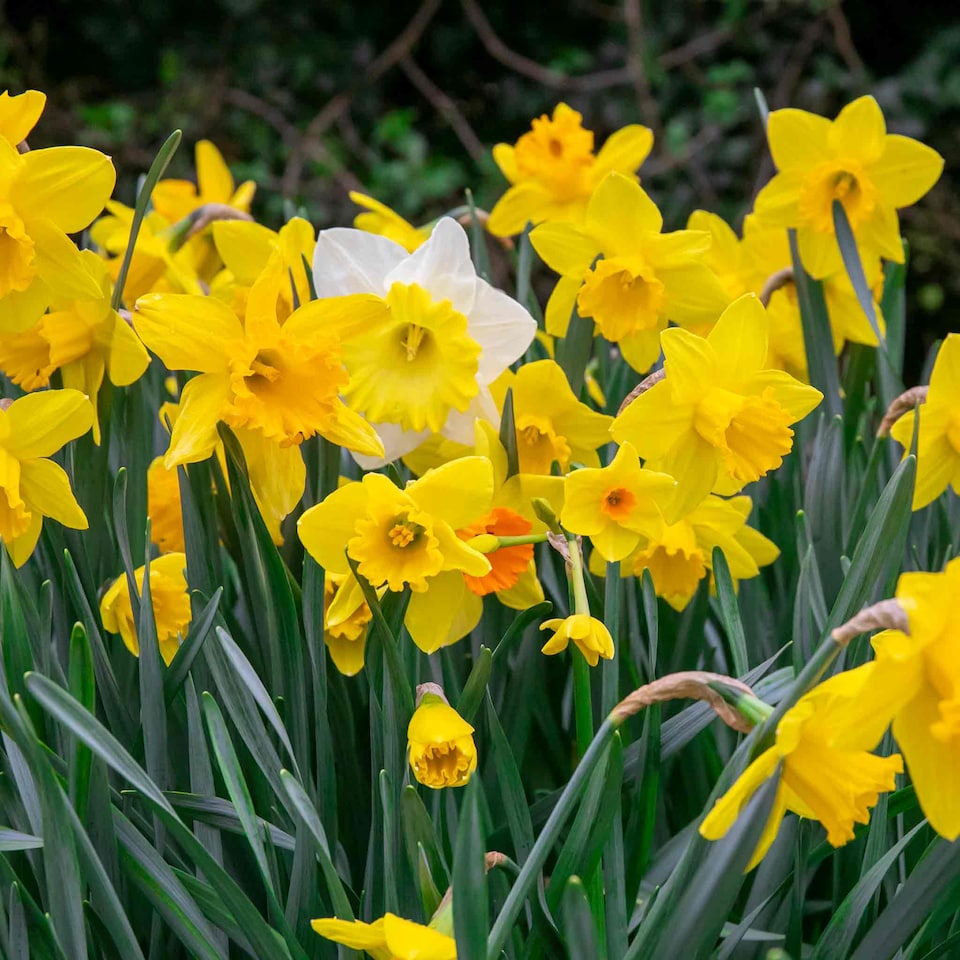 image 1 of Marshalls Garden Daffodil Bulbs Mix Yellow Shades 100 bulbs