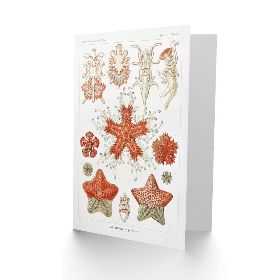 image 1 of Ernst Haeckel Art Card Asteridea Starfish Species