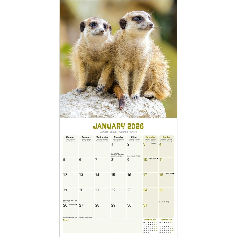 image 1 of Meerkats 2026 Calendar | Square Wall Calendar | Animal Gift | Plastic Free Packaging | by Avonside Publishing