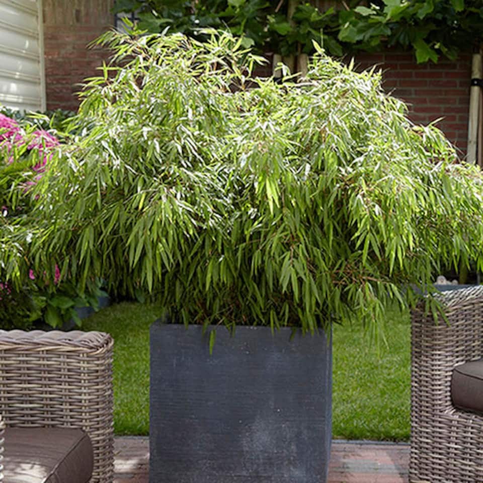 image 1 of YouGarden Fargesia rufa 'Fountain' Bamboo in a 9cm Pot, Evergreen Clump-Forming Bamboo Plant for Outdoors