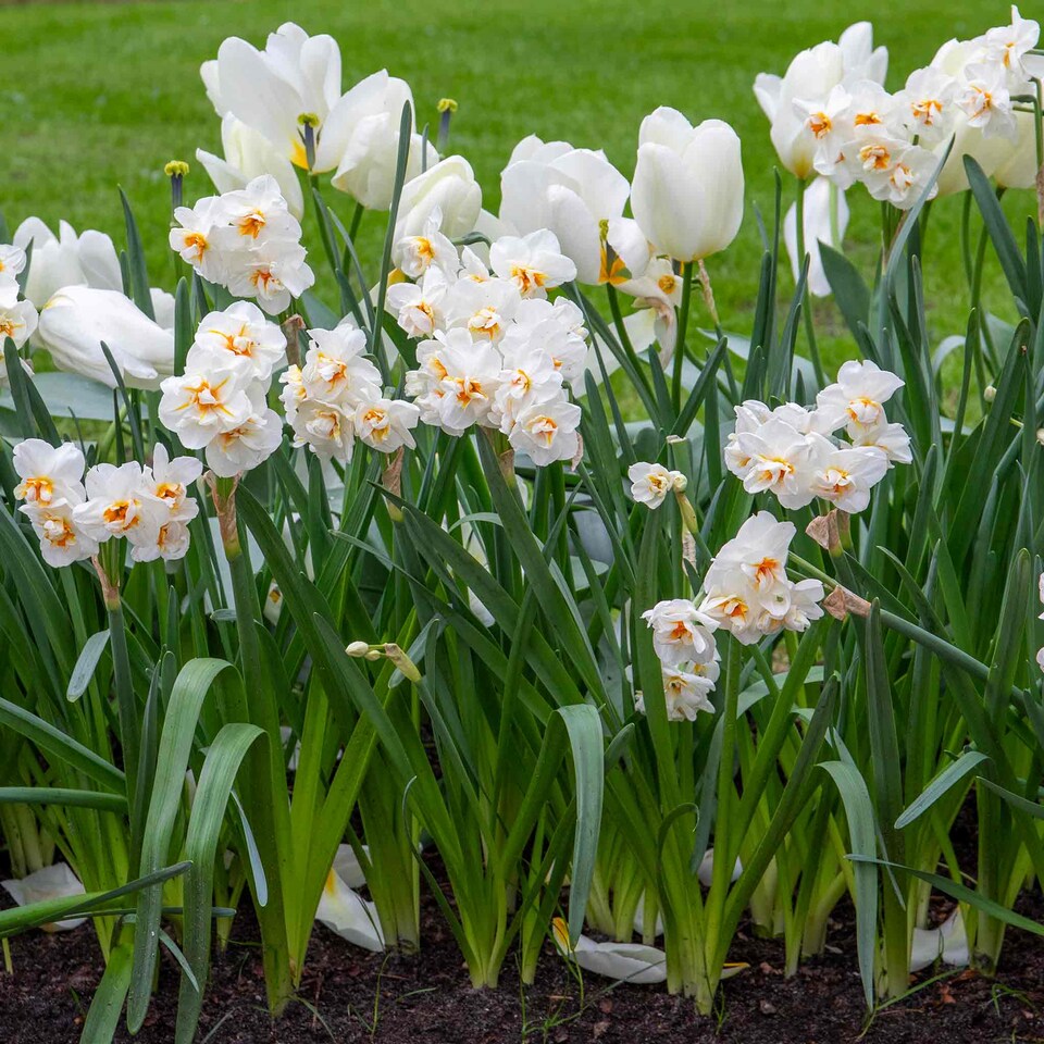 image 1 of Marshalls Garden Daffodil Bulbs 'Bridal Crown' 10 Bulbs