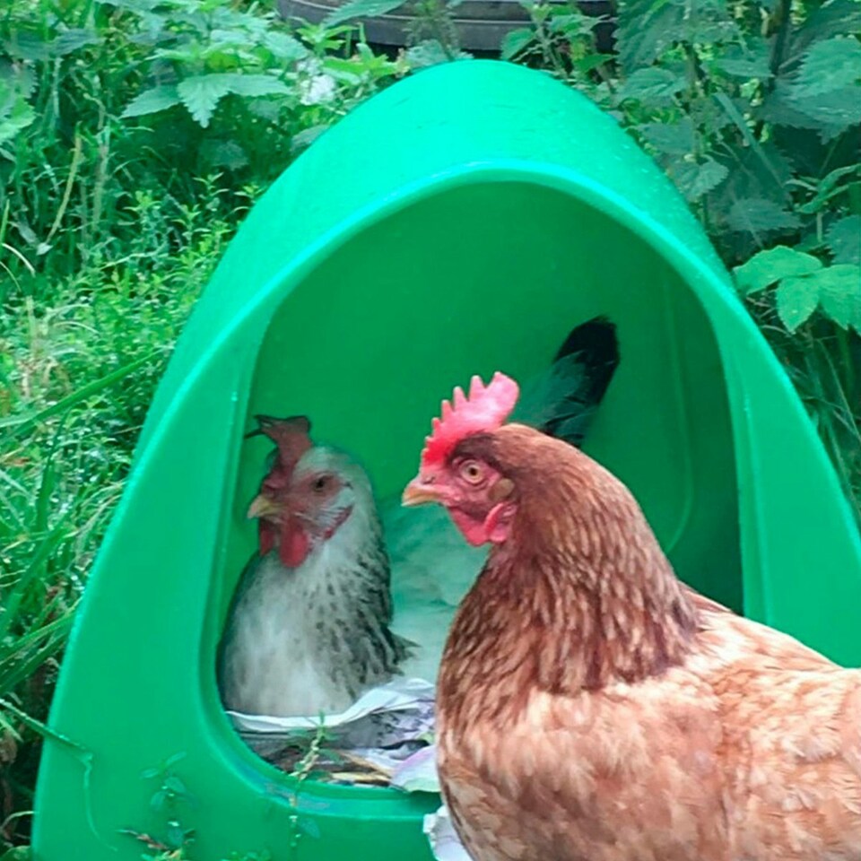 image 1 of Stubbs Poultry Palace - Green - One Size