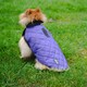 image 3 of Henry Wag Purple Quilted Dog Jacket, Let Your Dog Step Out In Style, Size Medium (45cm) | Purple | Purple | 1