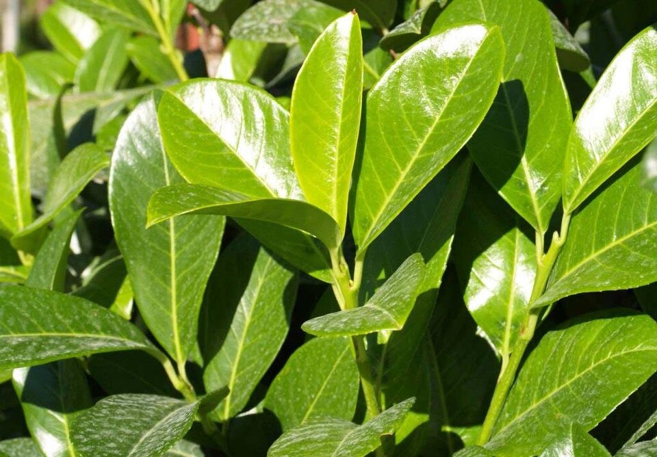 image 1 of 10x Cherry Laurel Evergreen Hedging Plants Large 60-80cm in 3 Litre Pots by Direct Plants