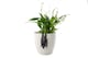 image 1 of Bat Plant Pot Hanger - L11 x W5.5 x H4.5 cm | Black