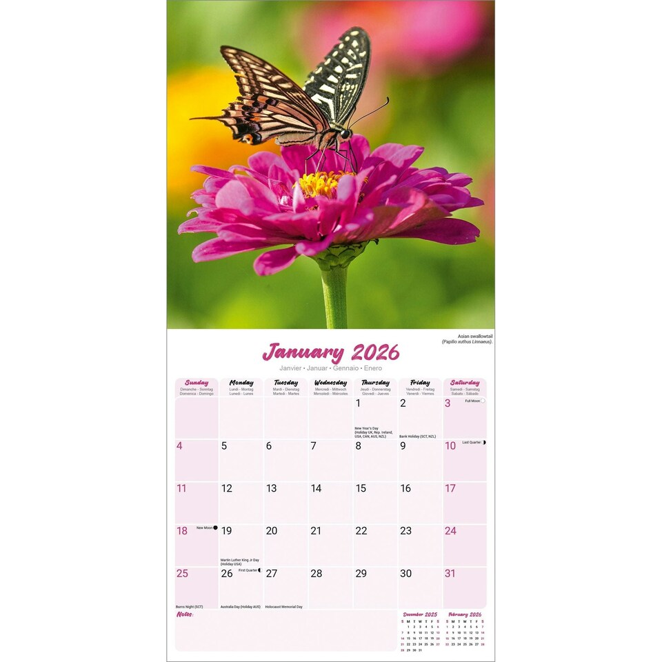 image 1 of Butterflies 2026 Calendar | Square Wall Calendar | Animal Gift | Plastic Free Packaging | by Avonside Publishing