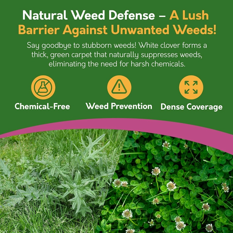 image 1 of Pronto Seed Clover Seed for Lawn UK - White Clover 1kg - 100m2 Coverage