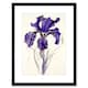image 1 of Iris Reticulata Watercolour Flower Bloom Drawing 9x7" Black Framed Wall Art Print