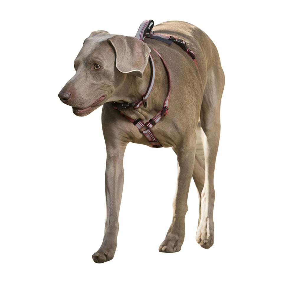 image 1 of Halti Walking Two Tone Dog Harness - Black - Small- Chest: 43cm-60cm
