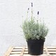 image 2 of Lavender Angustifolia Hidcote 1 Litre Potted Plant x 1