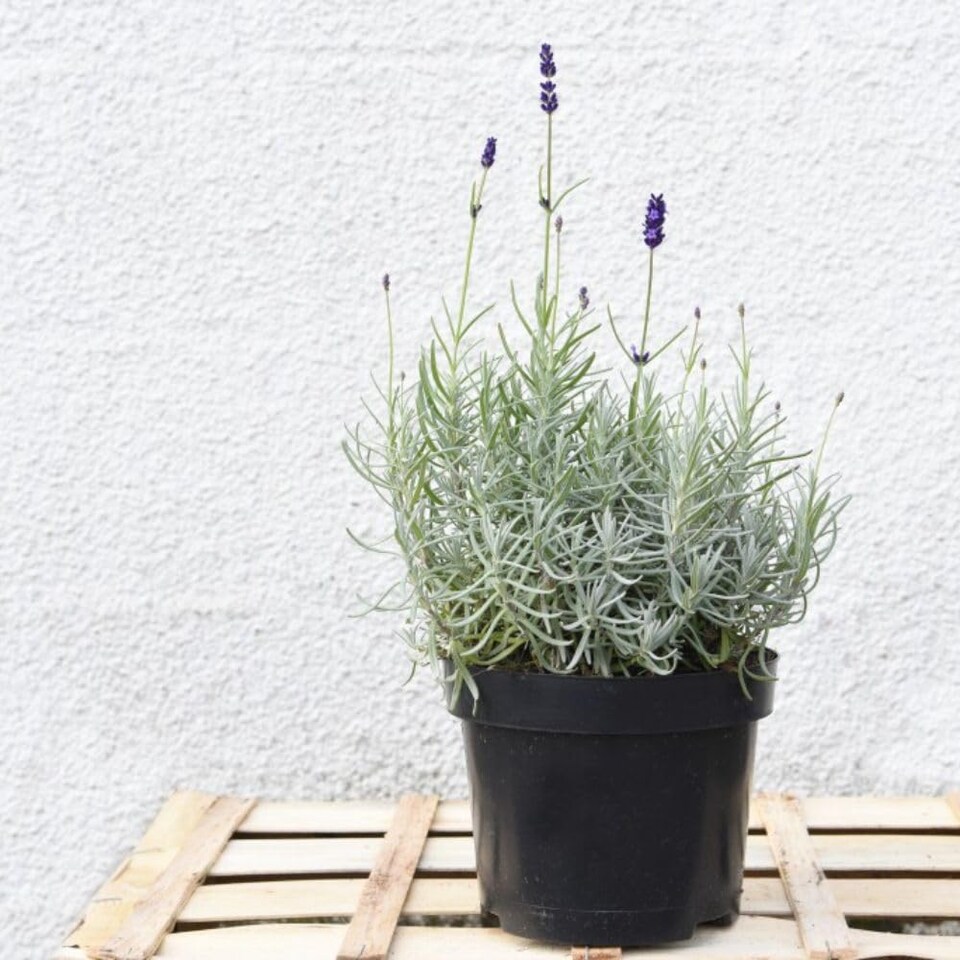 lavender-angustifolia-hidcote-1-litre-potted-plant-x-1-tesco-groceries