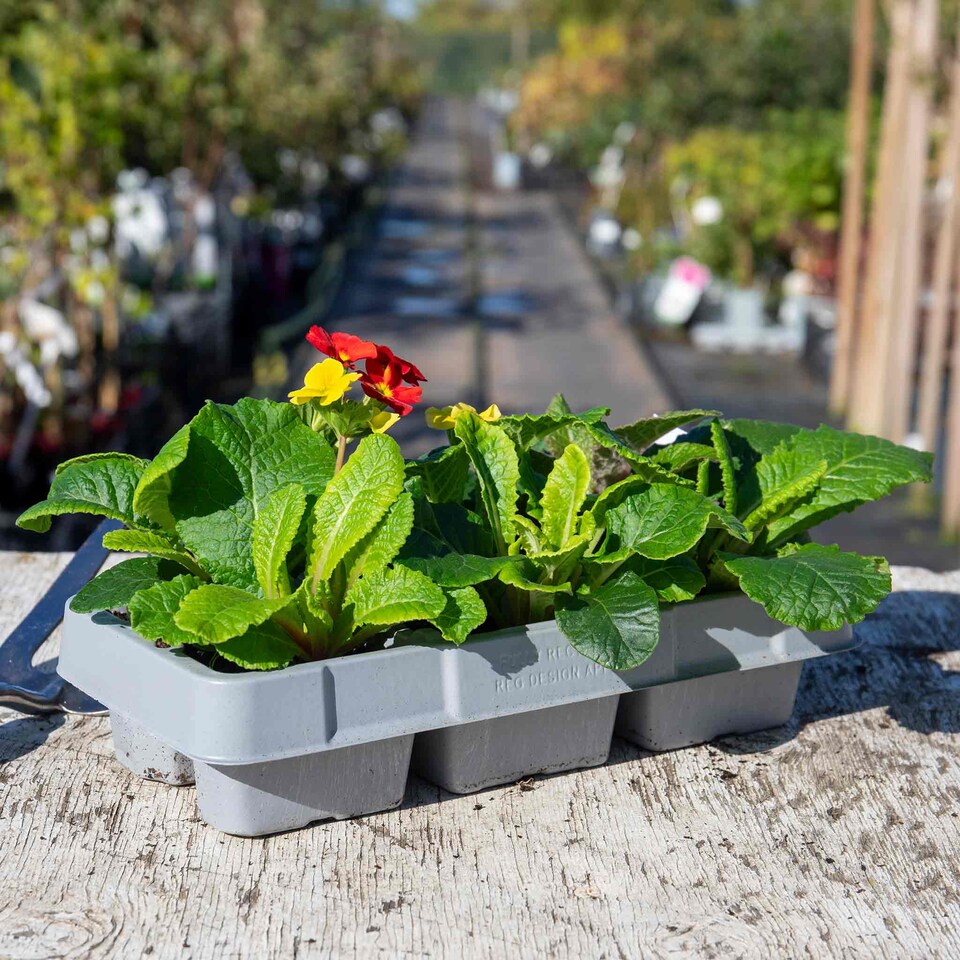 image 1 of Marshalls Garden Polyanthus 'Stella Mix' 6 Garden-Ready Plugs