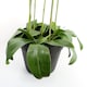 image 6 of 110cm Large Yellow Peach Orchid Plant - Artifcial - 41 REAL TOUCH flowers