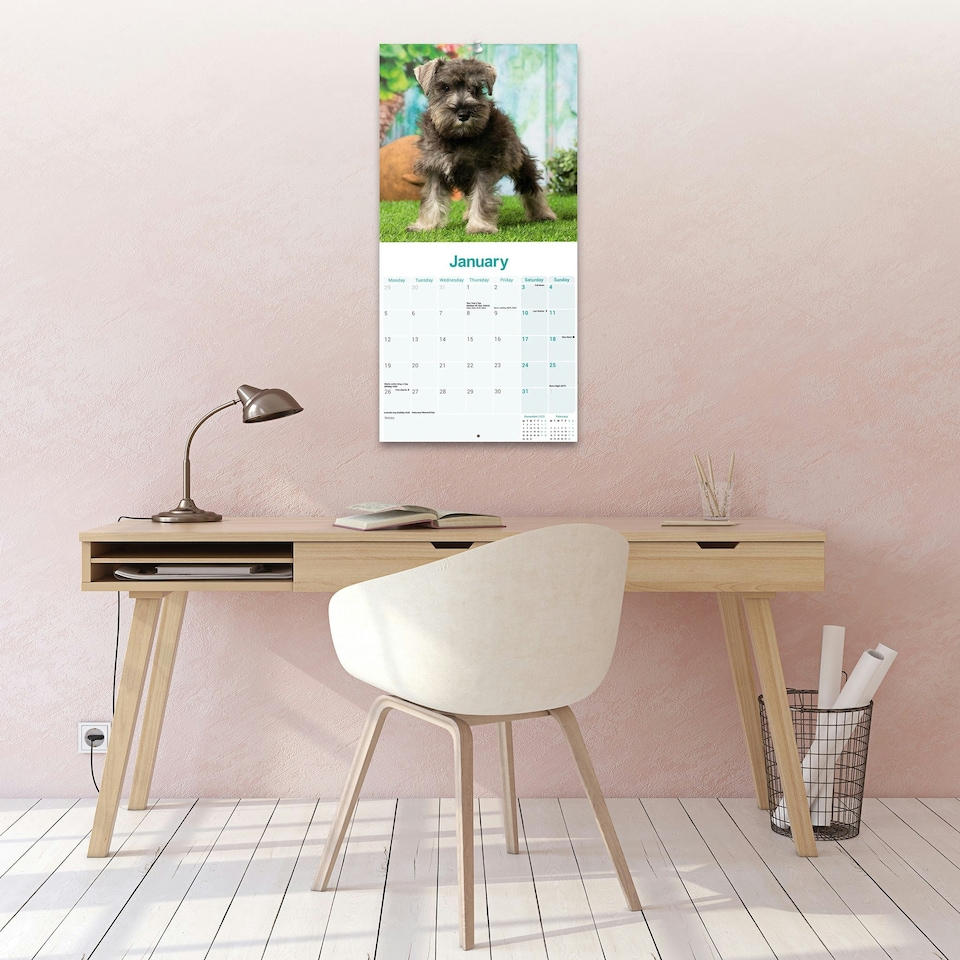 image 1 of Schnauzer Miniature 2026 Calendar | Square Wall Calendar | Dog Breed Gift | Plastic Free Packaging | by Avonside Publishing